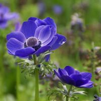 Anemone coronaria 'Mister Fokker' Photo: Nijssen